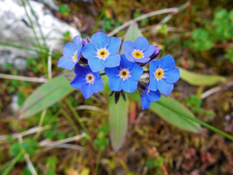 Незабудка Лесная Myosotis sylvatica