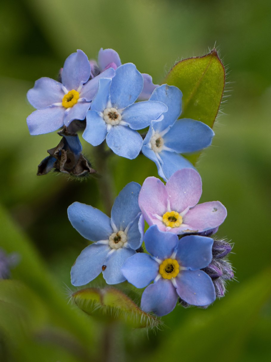 Незабудка Лесная Myosotis sylvatica
