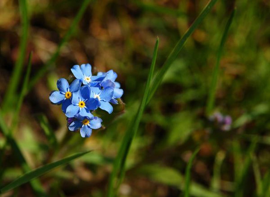 Незабудка лесная форгетминот