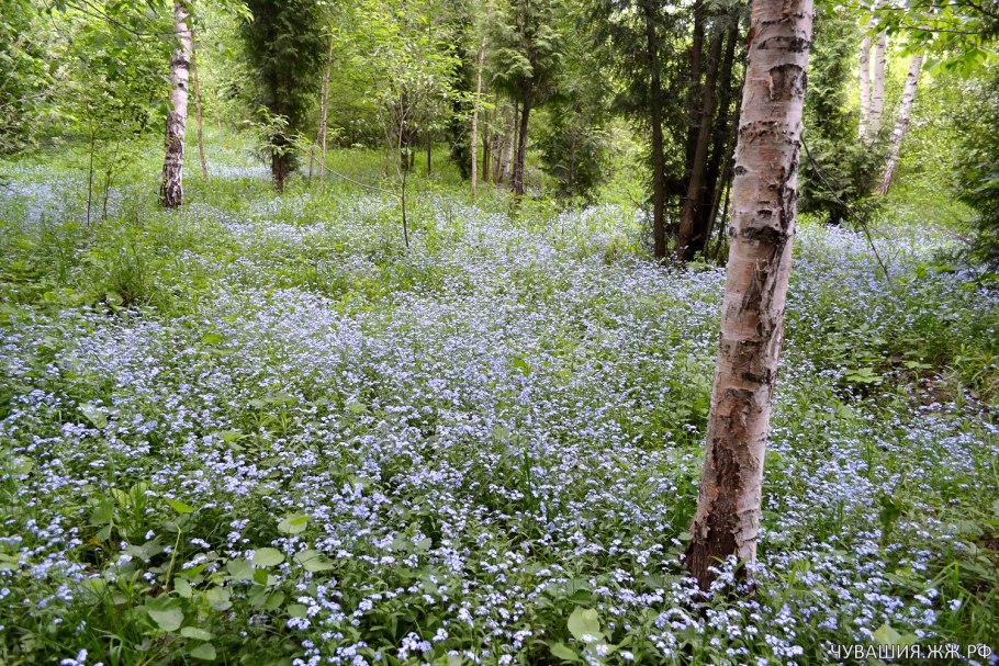 Незабудки Лесные цветы