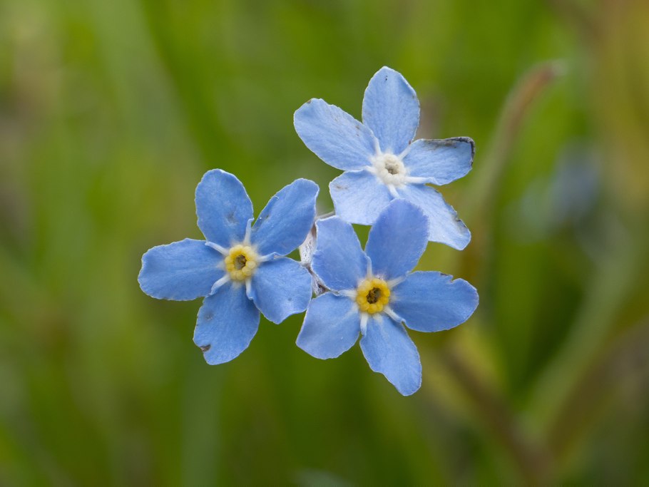 Незабудка Бурачниковые
