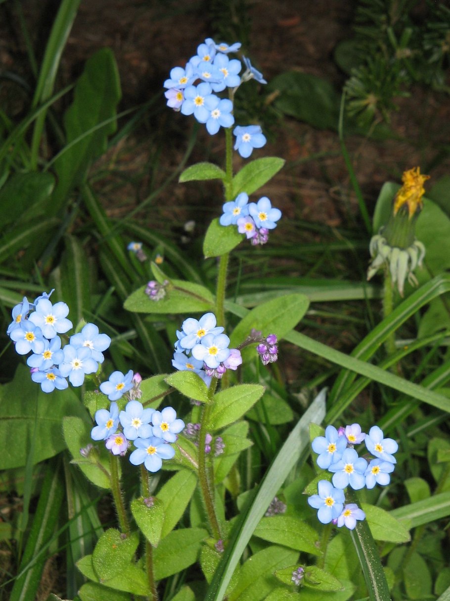 Незабудка лесная myosotis sylvatica