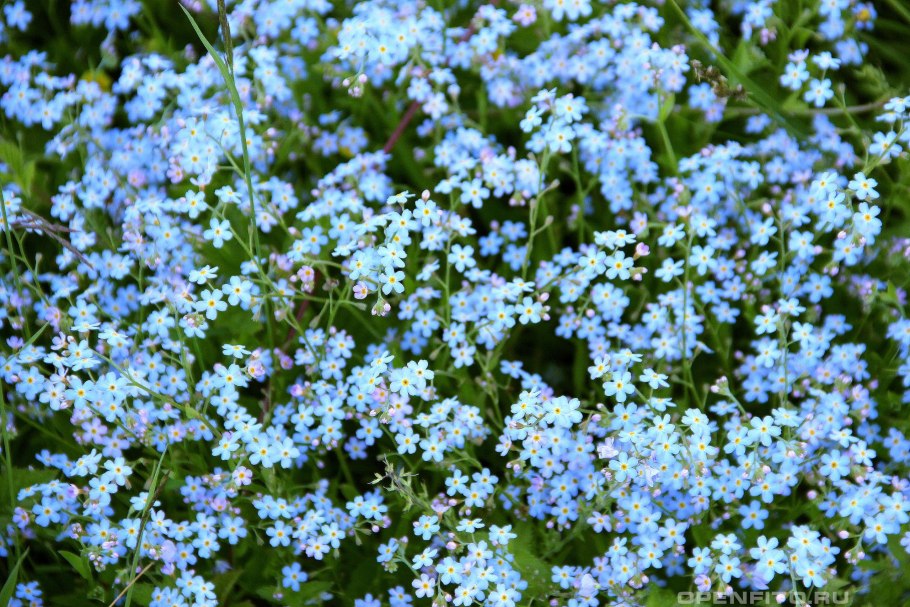 Незабудка Болотная Myosotis palustris