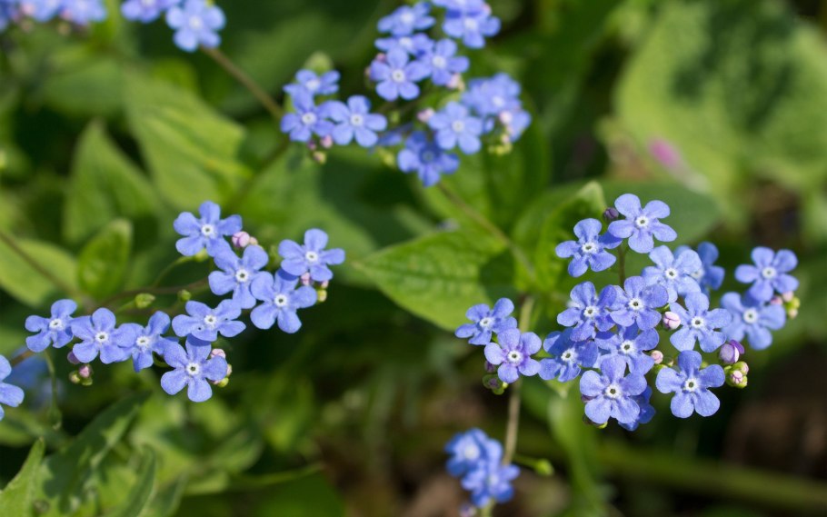 Незабудка стелющаяся