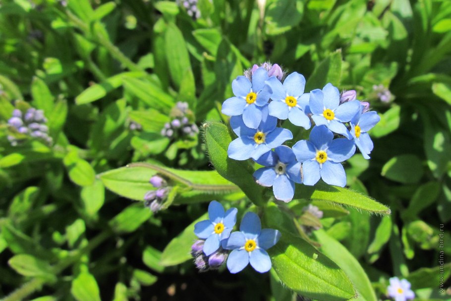Незабудка Лесная Myosotis sylvatica
