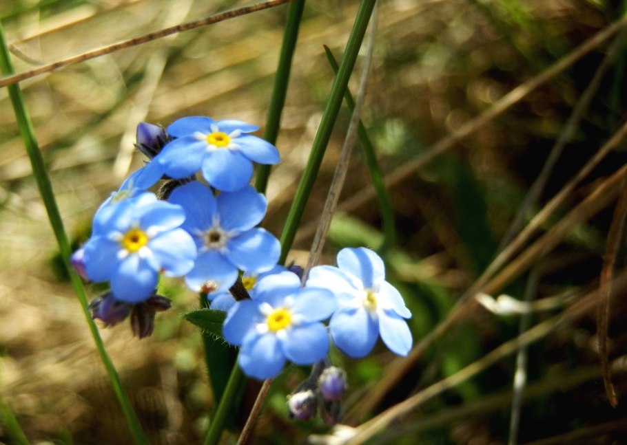 Незабудка Лесная Myosotis sylvatica