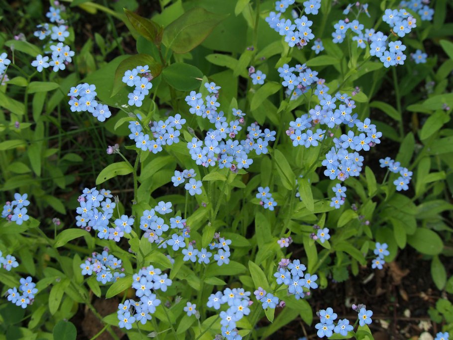 Незабудка Лесная Myosotis sylvatica