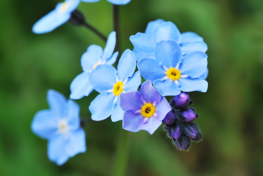 Незабудка Myosotis Myomark