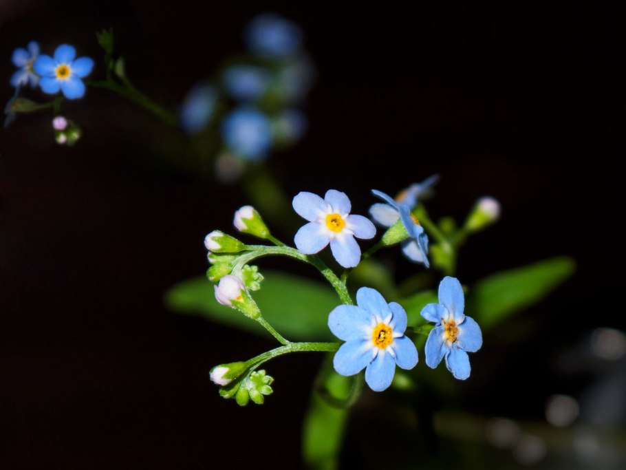 Незабудка Болотная цветение