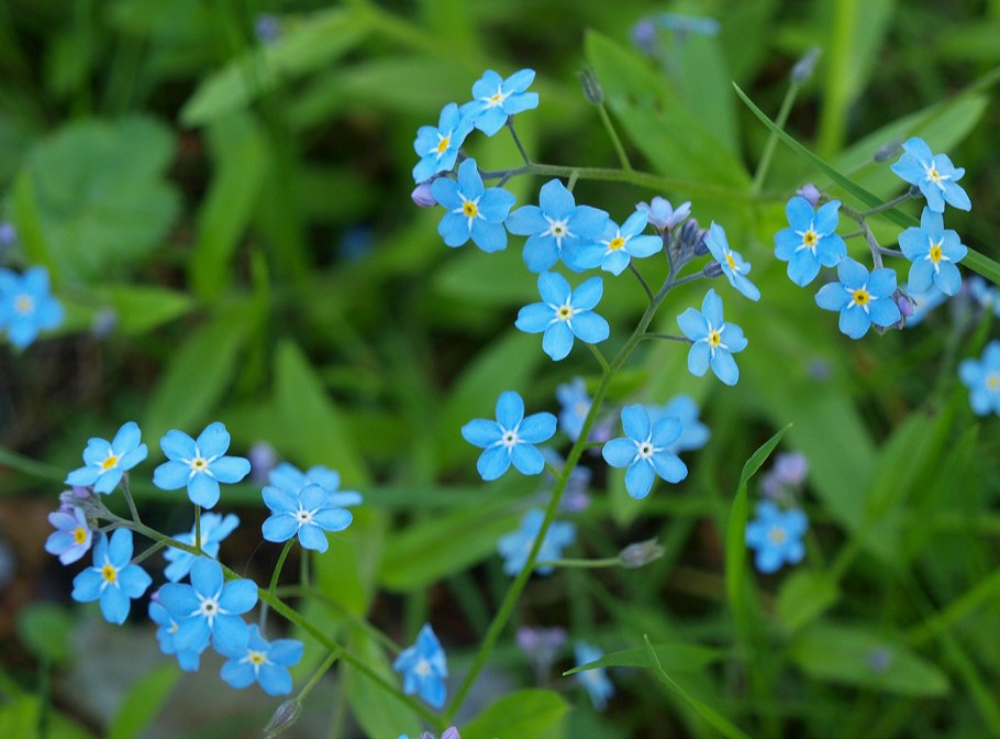 Цветок Myosotis alpestris,