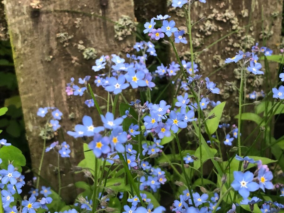 Незабудки картинки