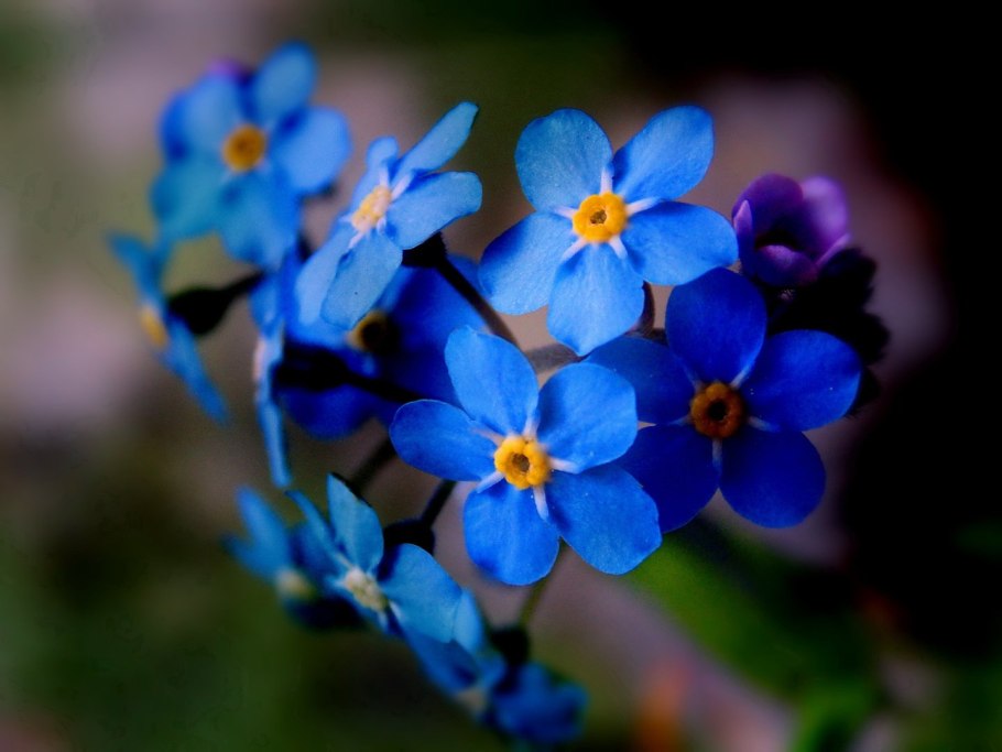 Незабудки Лесные цветы