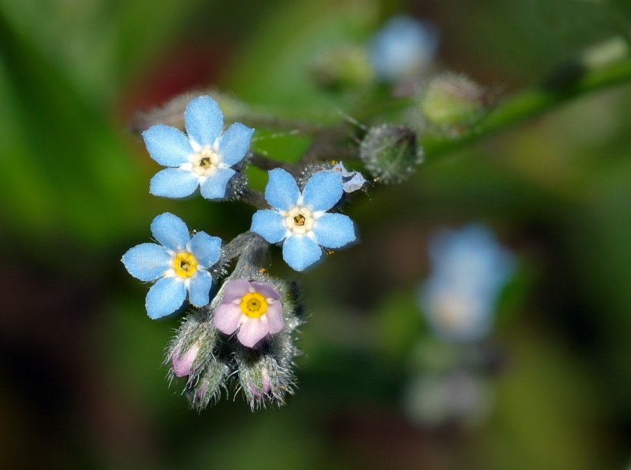Незабудка Лесная Myosotis sylvatica