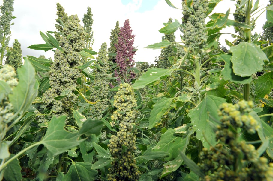 Марь Chenopodium l.