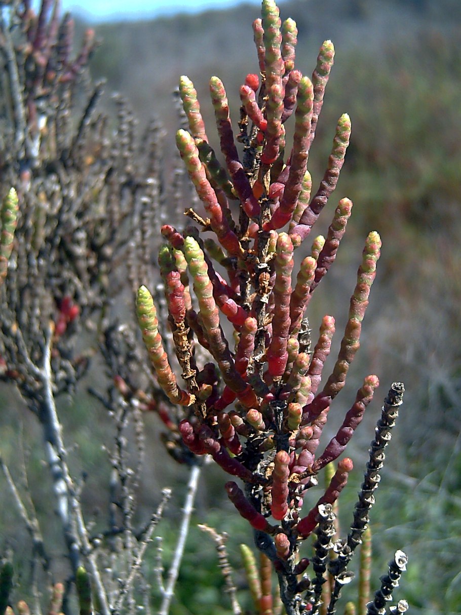 Марь белая лебеда