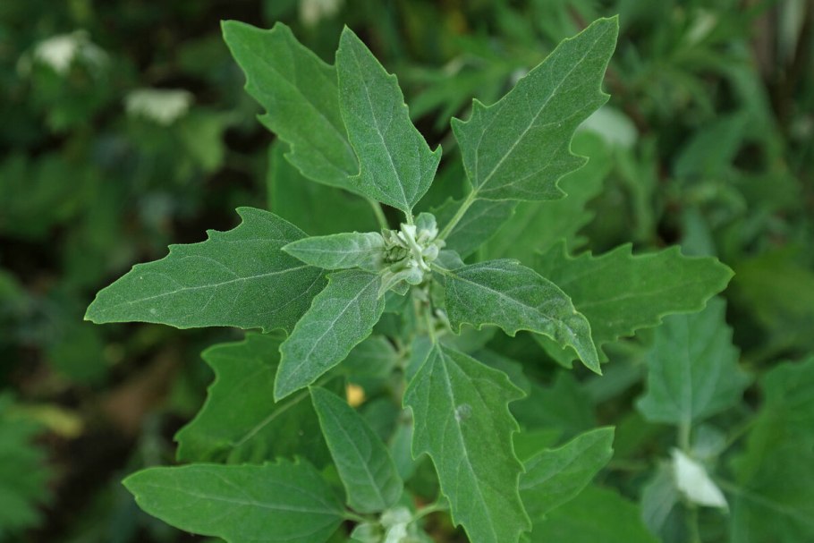 Марь белая (Chenopodium album l.)