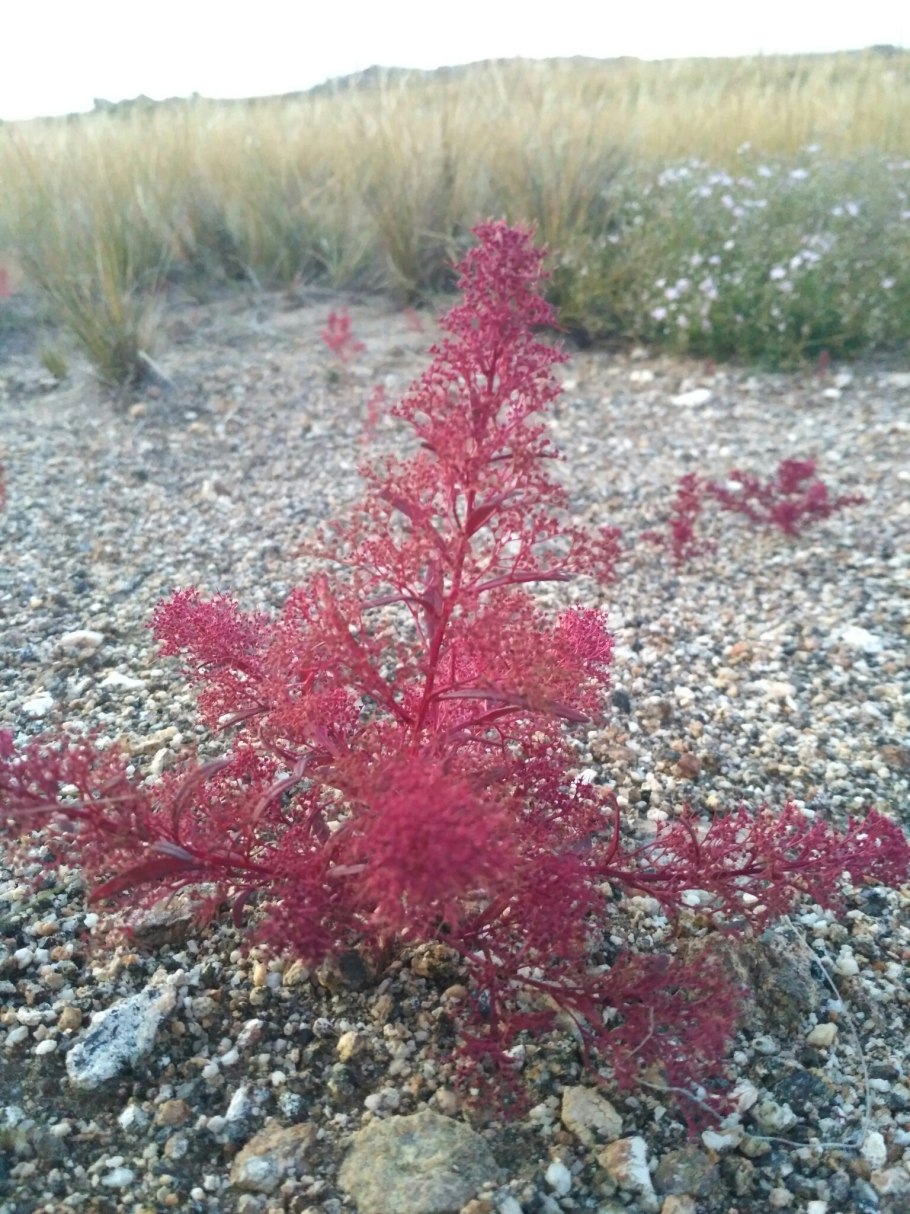 Марь белая (Chenopodium album l.)