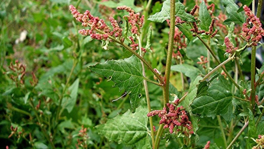 Chenopodium formosanum