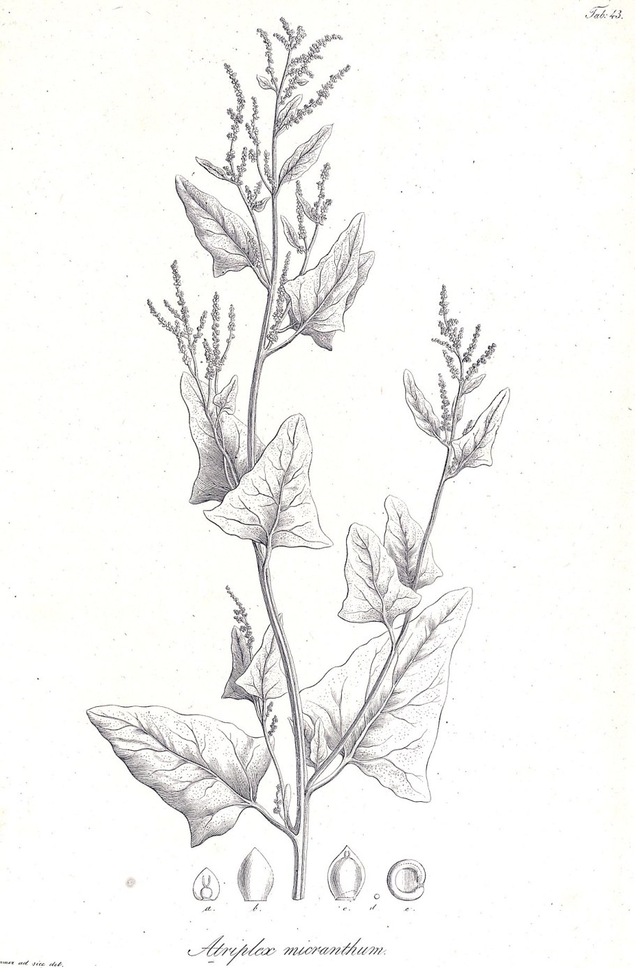 Марь белая (Chenopodium album)