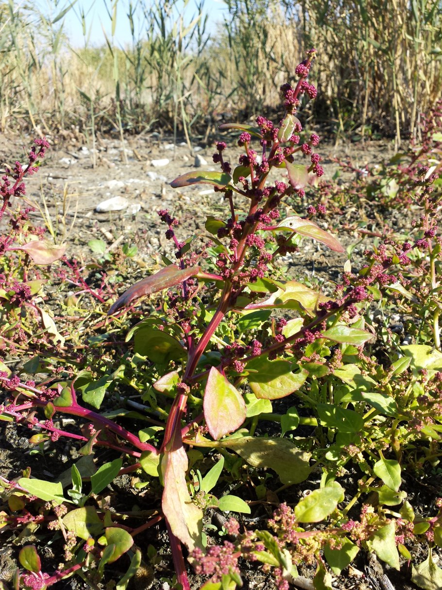 Chenopodium album