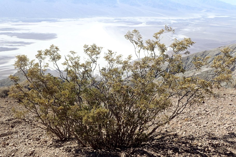 Креозотовый куст Larrea tridentata
