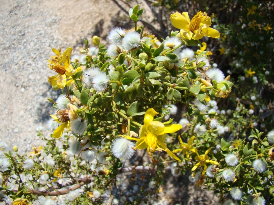 Ларрея растение