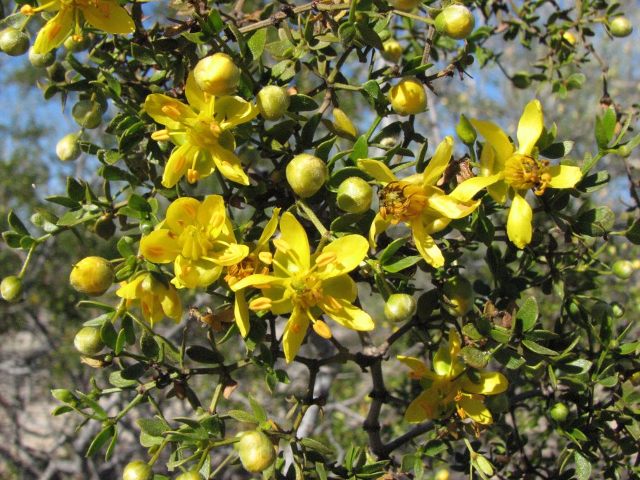 Creosote Bush растение