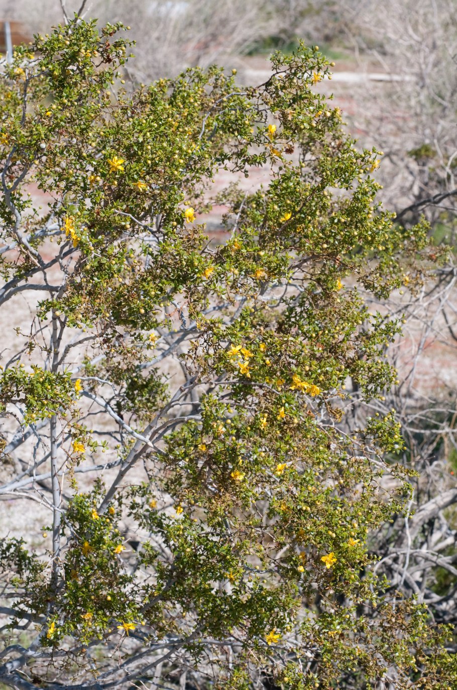 Креозотовые Буши