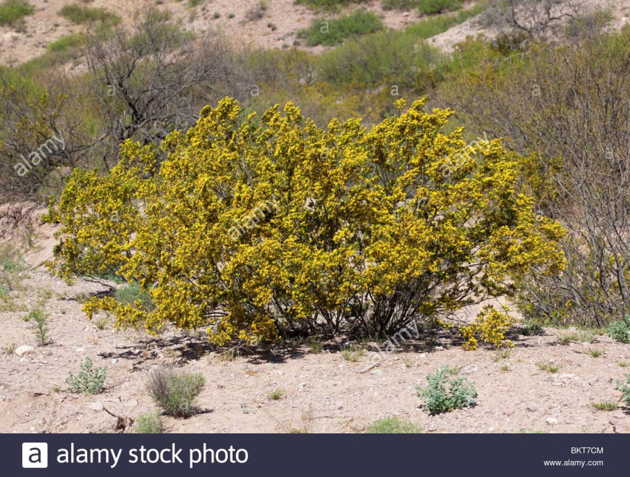 Чапараль климат