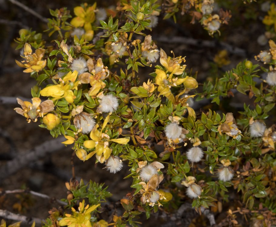 Ларрея трёхзубчатая