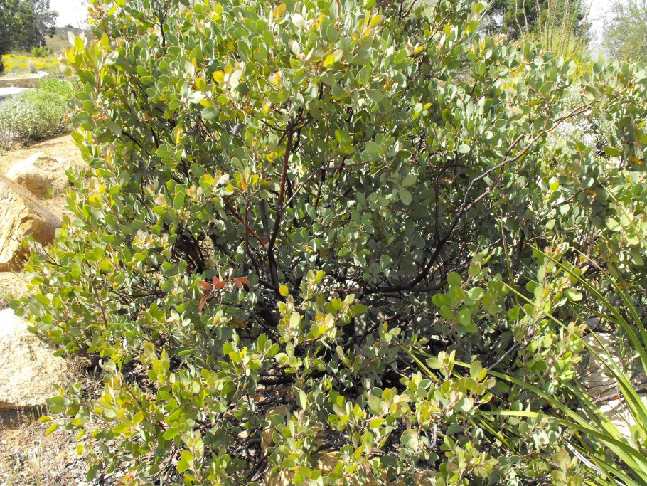 Ларрея трехзубчатая