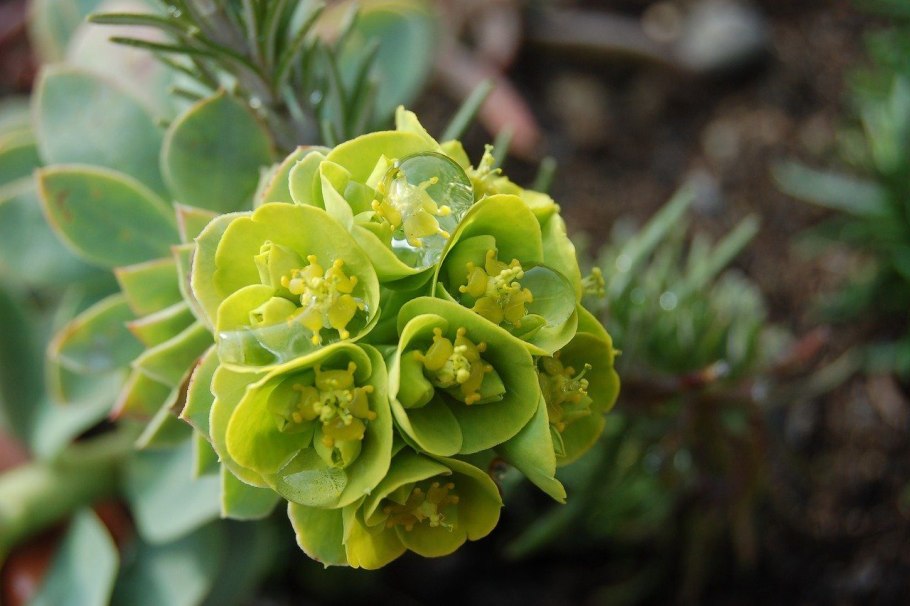 Молочай Канарский Euphorbia canariensis