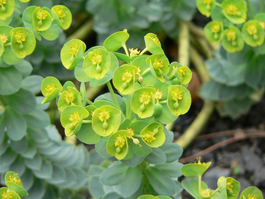 Молочай тирукалли (Euphorbia tirucalli)
