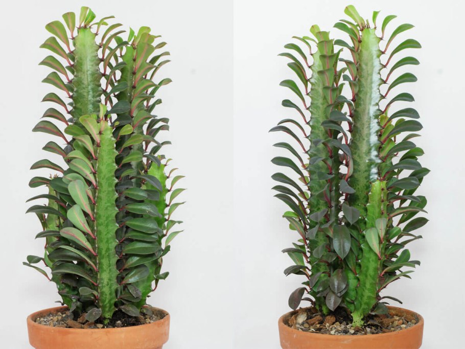 Молочай Жигулёвский (Euphorbia zhiguliensis)