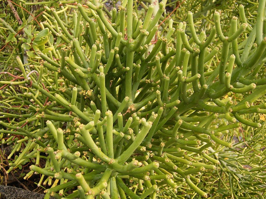 Молочаем многоцветным (Euphorbia polychroma)