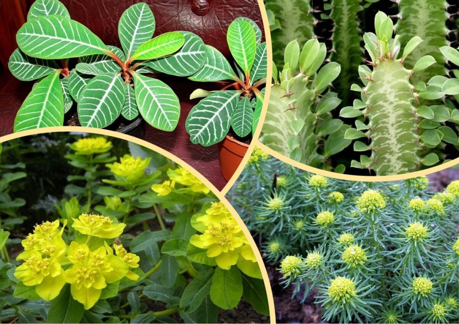 Молочаем многоцветным (Euphorbia polychroma)