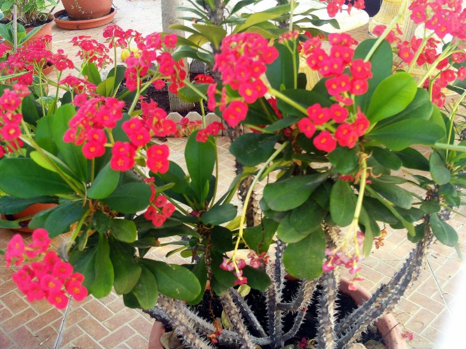Молочай (Euphorbia)