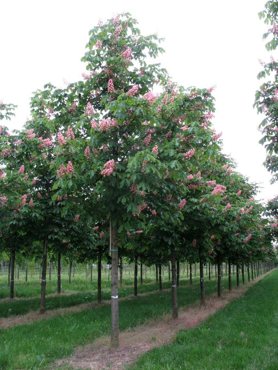 Aesculus Briotii