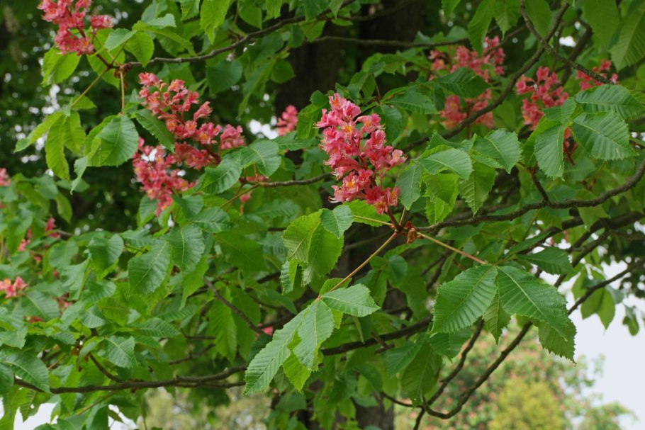 Каштан Aesculus carnea Briotii