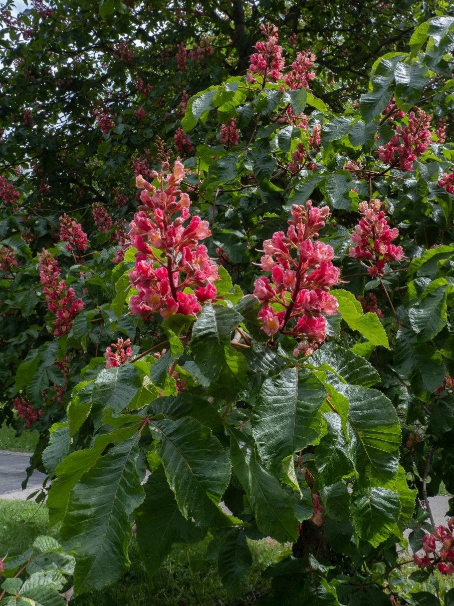 Ко́нский кашта́н жёлтый (лат. Aesculus Flava) (Aesculus Pavia)