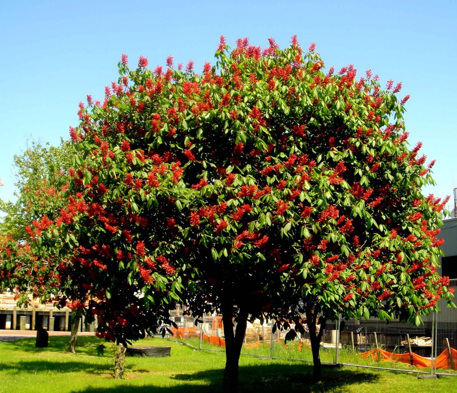 Каштан Aesculus carnea Briotii