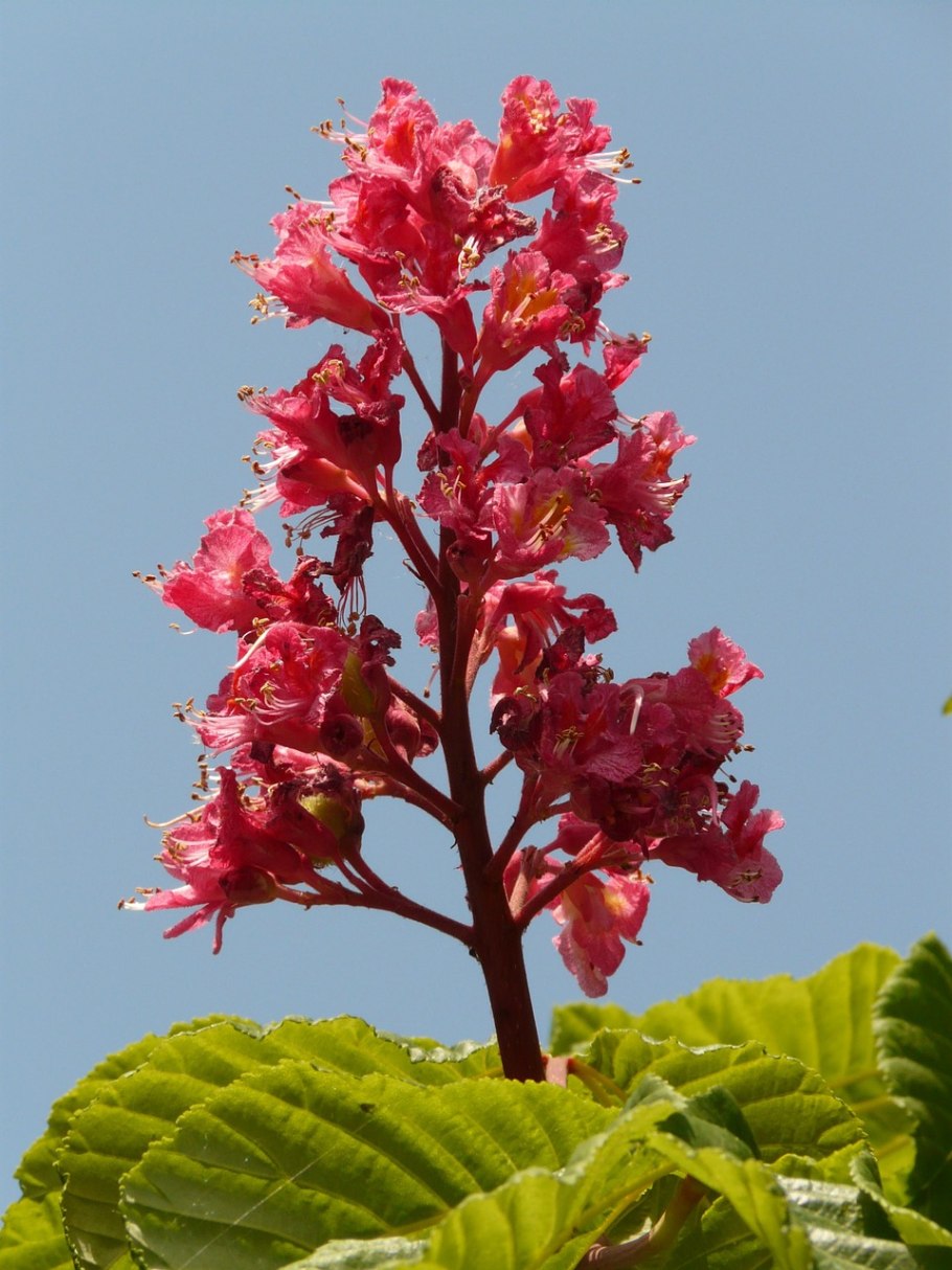 Aesculus carnea Крымский