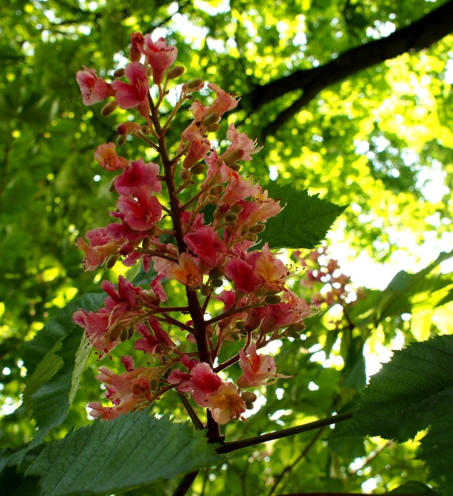 Каштан розовый Aesculus carnea Briotii