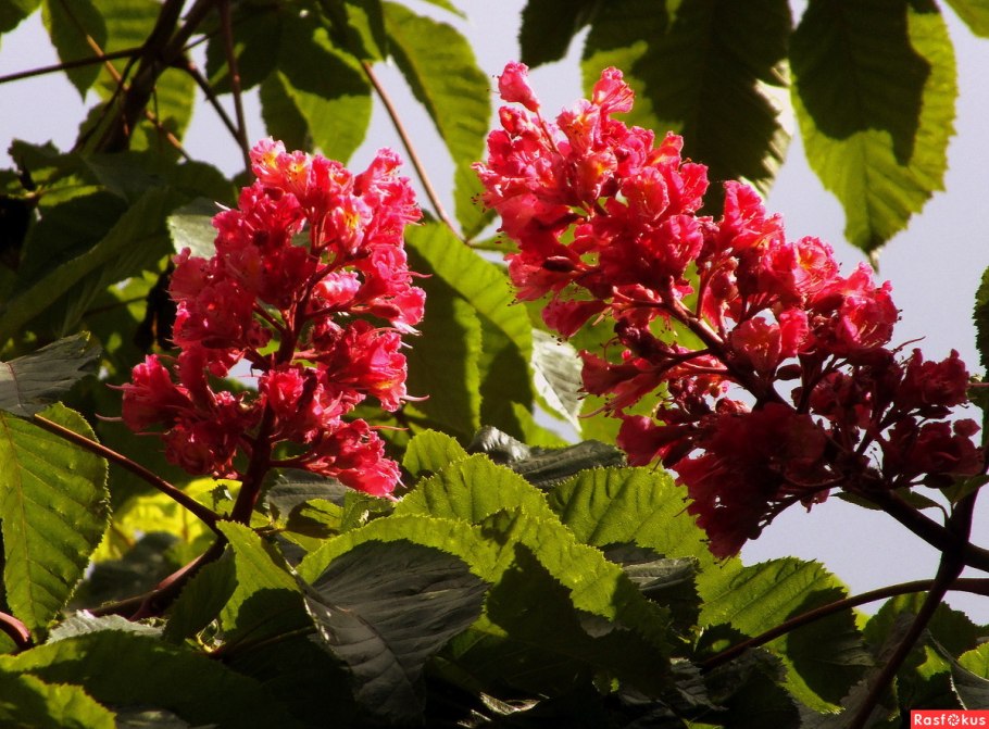 Aesculus chinensis