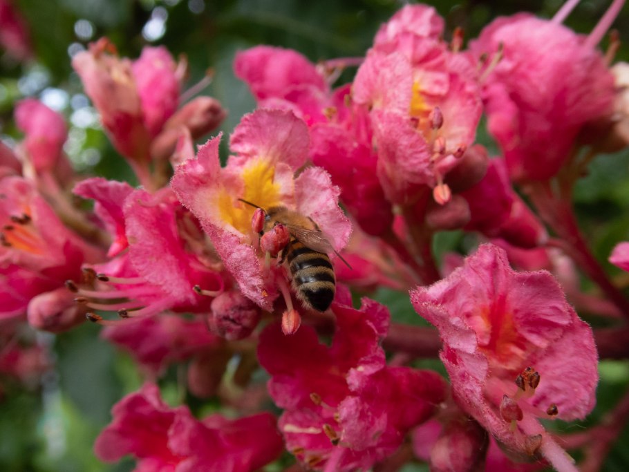 Каштан Aesculus carnea Briotii