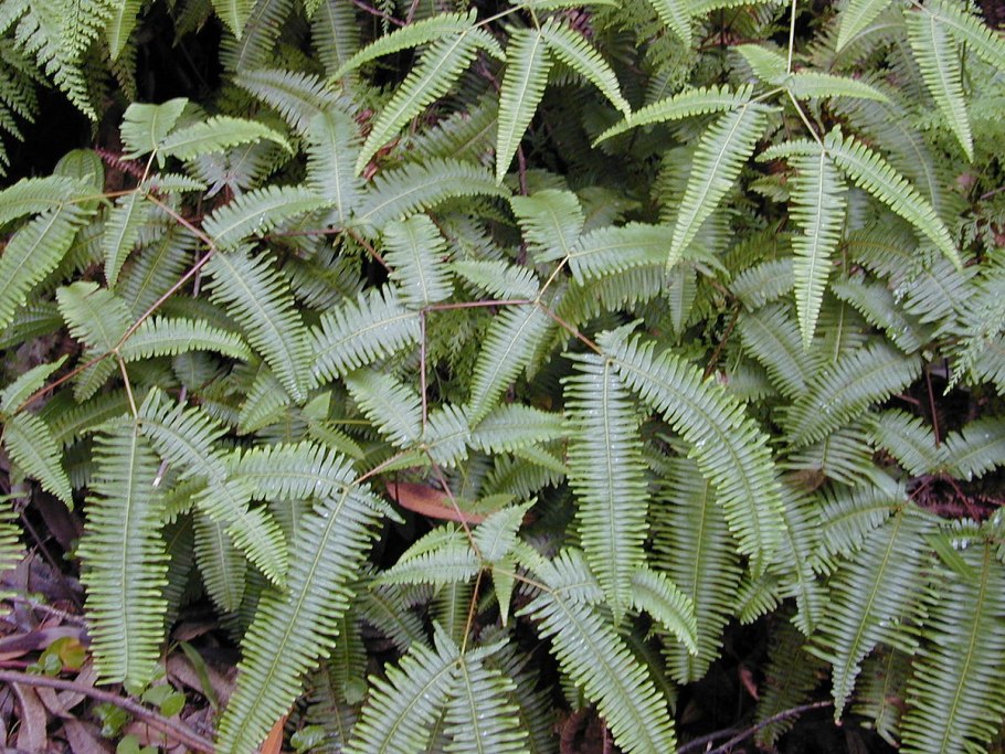 Athyrium niponicum pictum