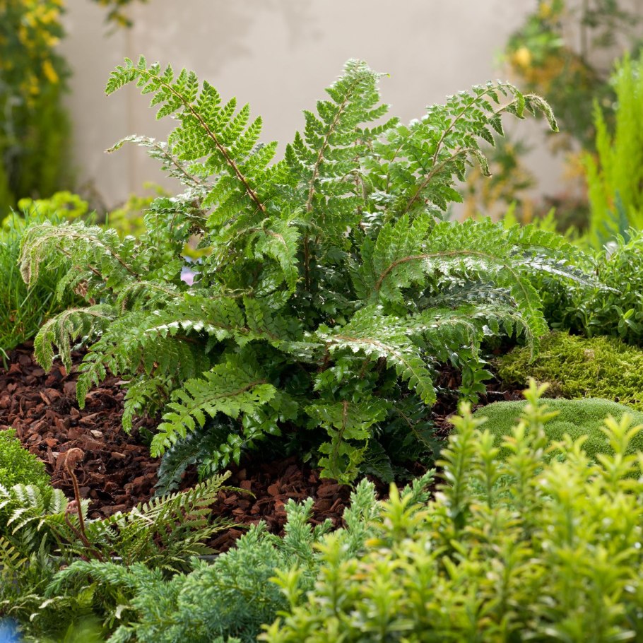 Pteridophyllum racemosum Птеридофиллум кистевидный