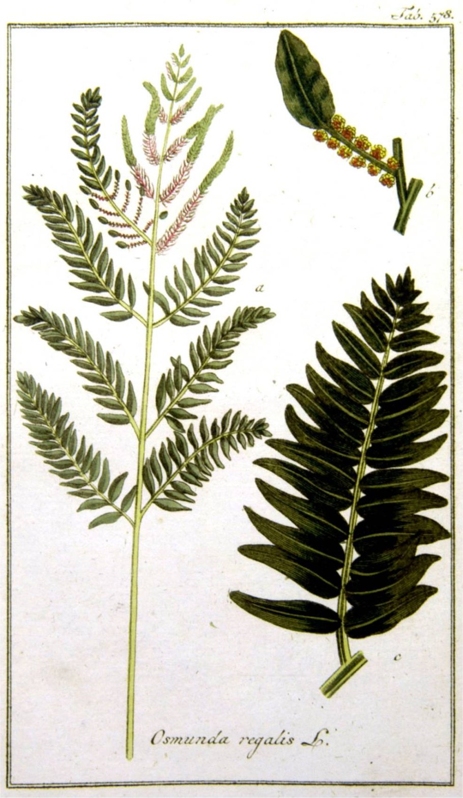 Папоротник чистоуст величавый