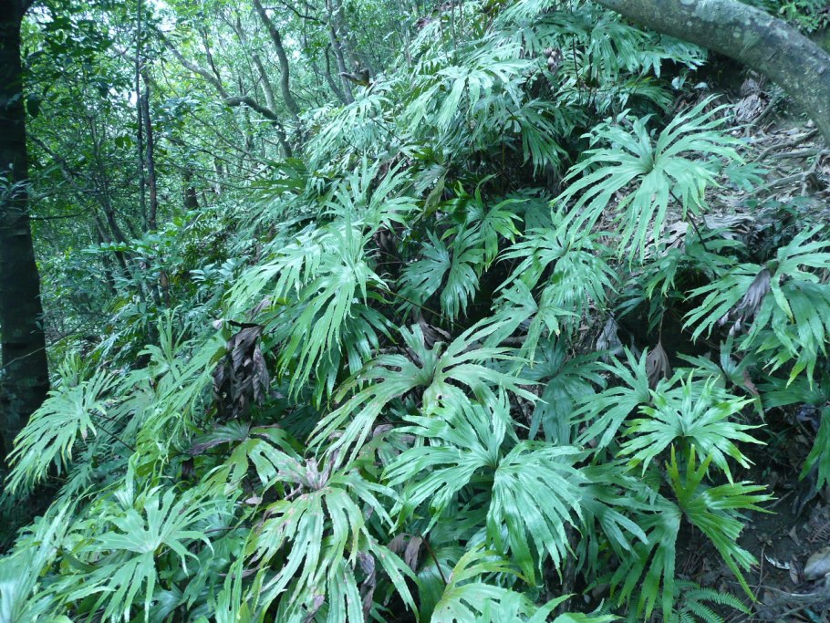 Цветок симаруба