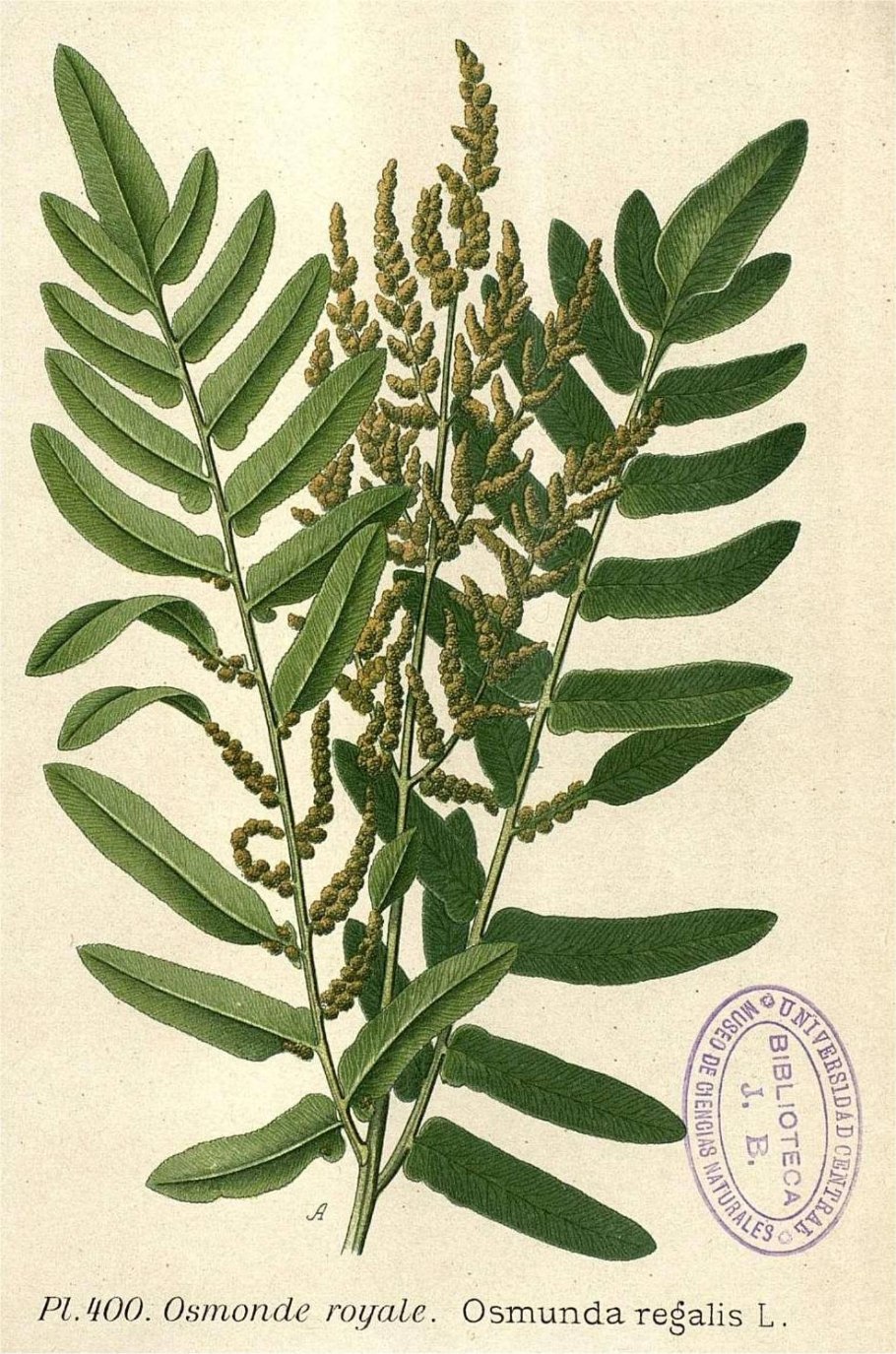 Осмунда Регалис